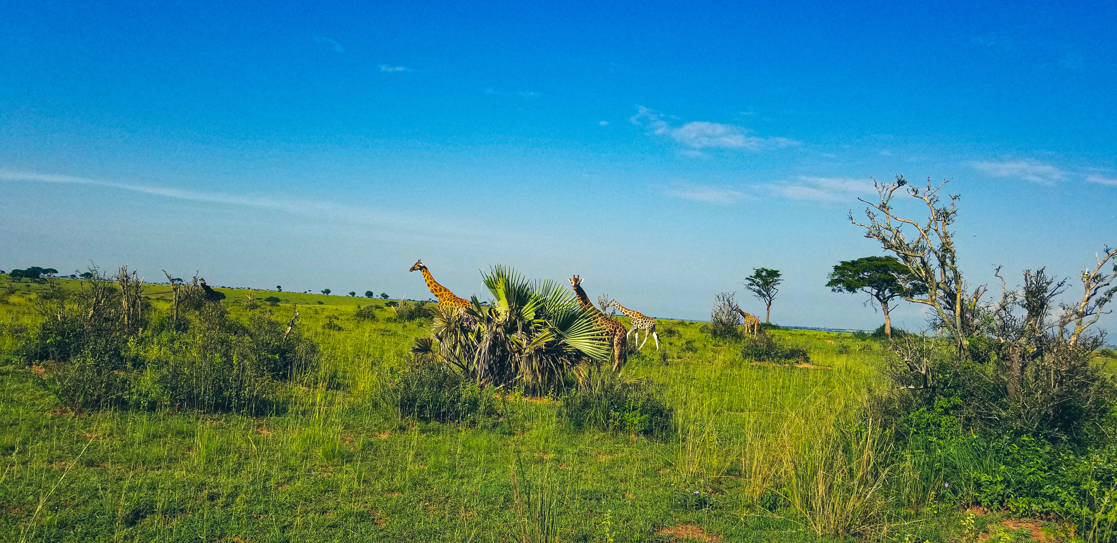 Giraffe nella savana verde del parco nazionale Murchison Falls in Uganda, sotto un cielo azzurro.