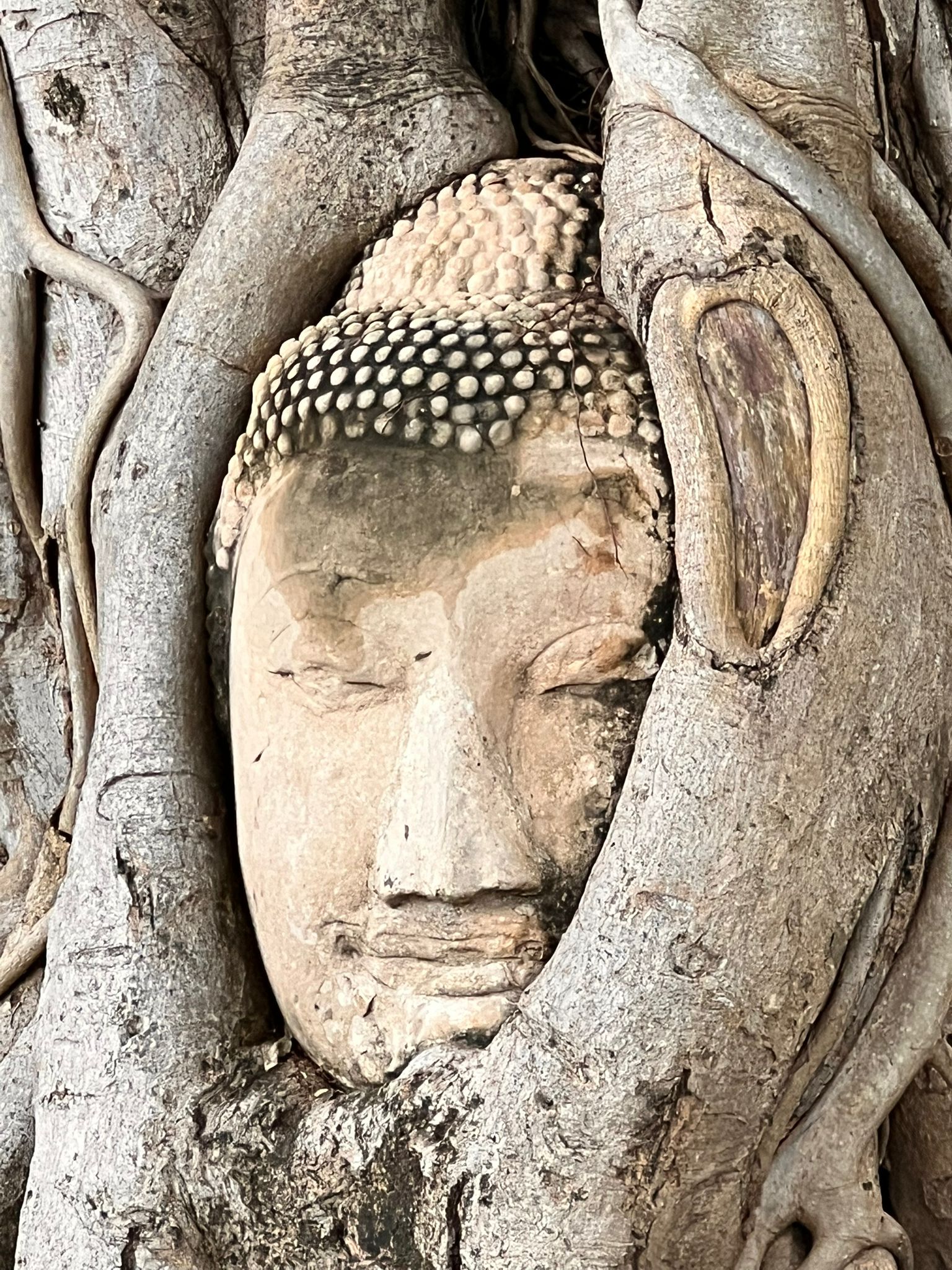 Il volto del Buddha tra le radici ad Ayutthaya