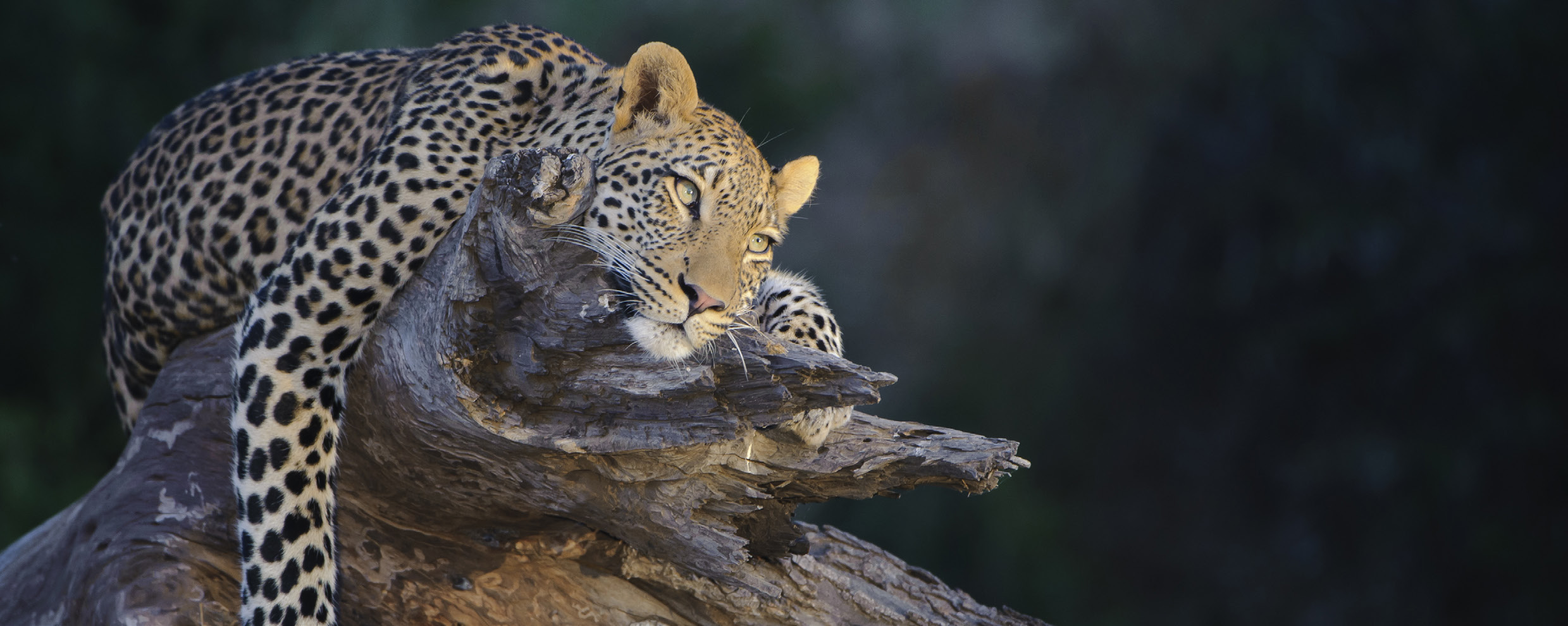 Leopardo appoggiato su un tronco in una riserva del Sudafrica