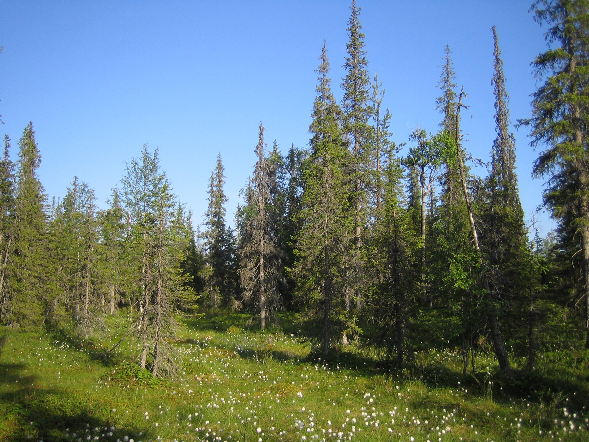Foresta di abeti e prato verde con eriofori nel Parco nazionale di Syöte in estate