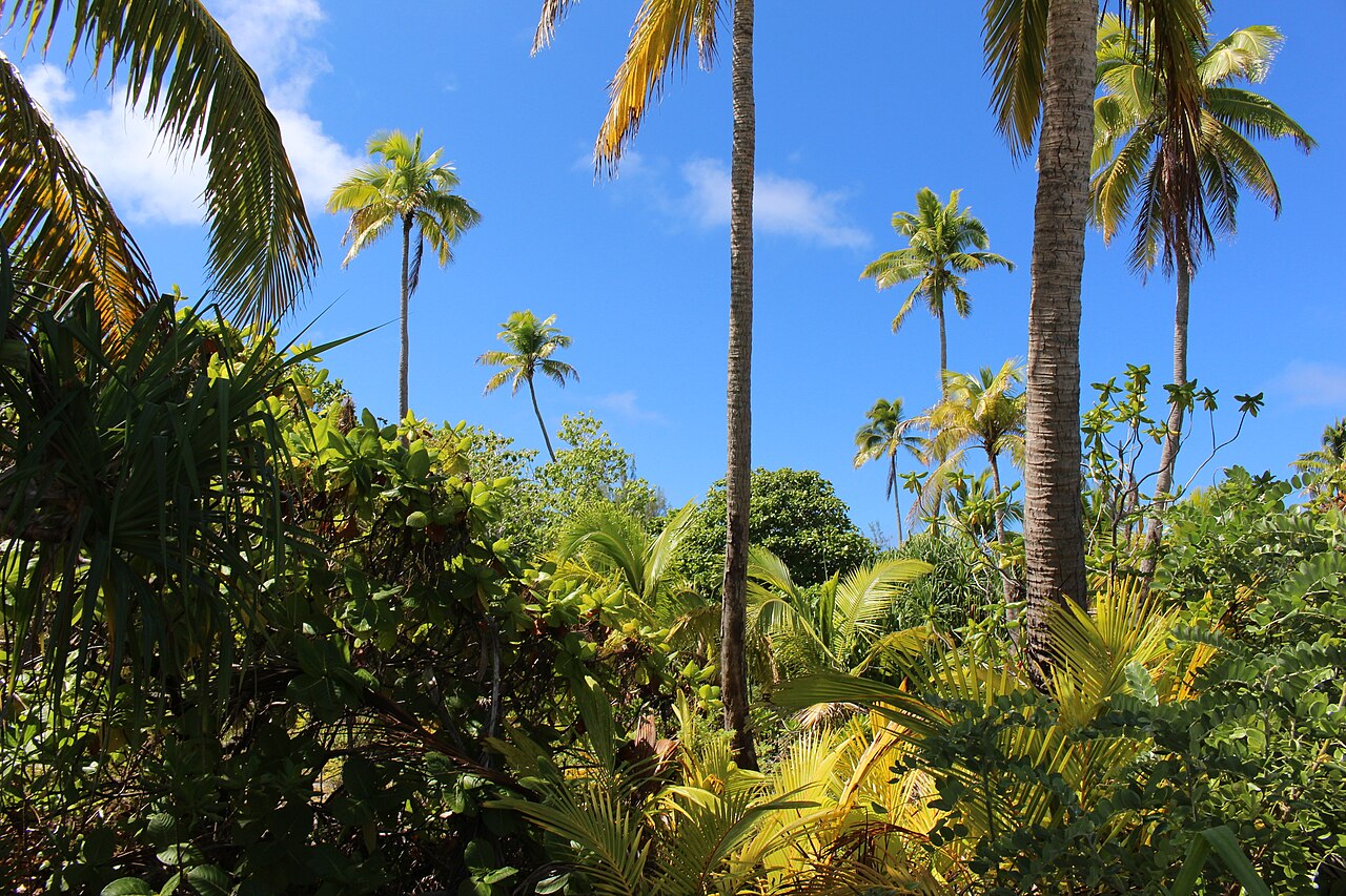 Palme illuminate dal sole e cielo azzurro a One Foot Island, nella laguna di Aitutaki