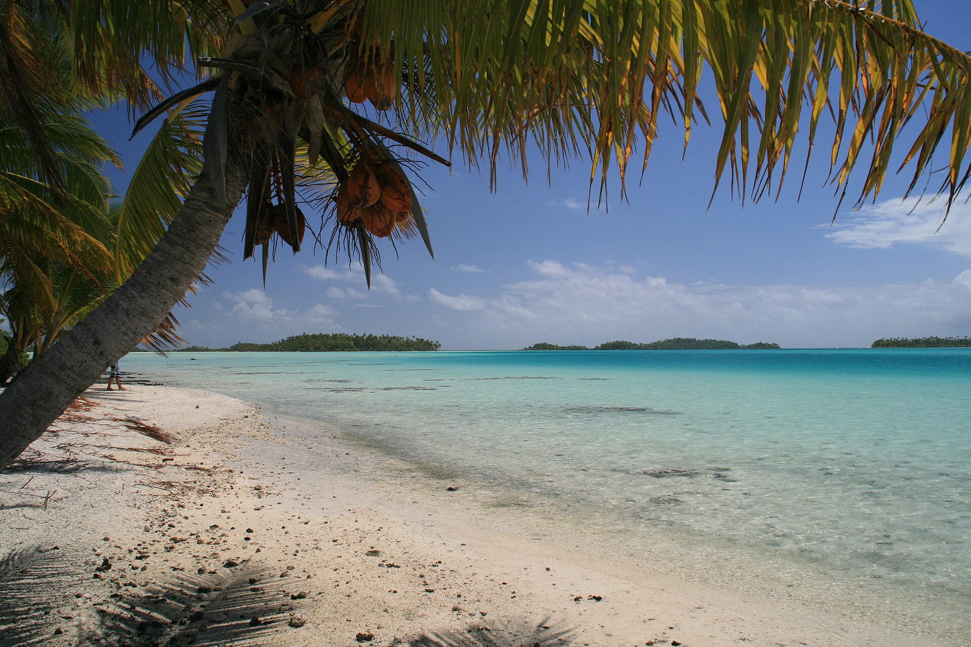 Una palma sulla spiaggia del Lagon Bleu di Rangiroa, davanti all’acqua limpida e ai piccoli motu.