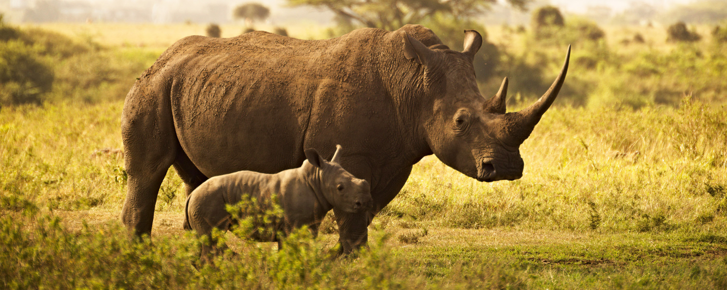 Rinoceronte con il suo piccolo in una riserva del Sudafrica