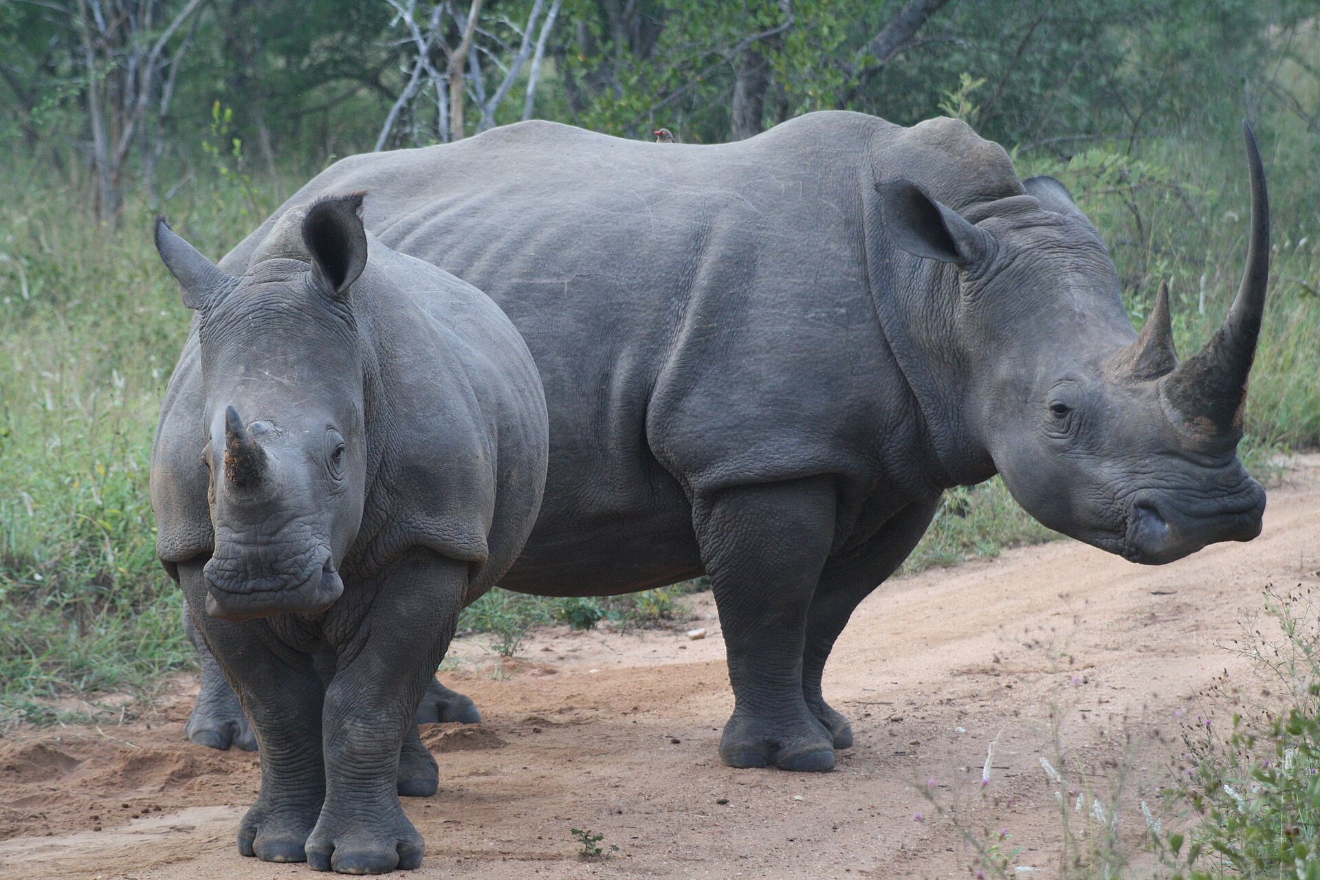 Due rinoceronti bianchi su una pista nella riserva privata di Karongwe